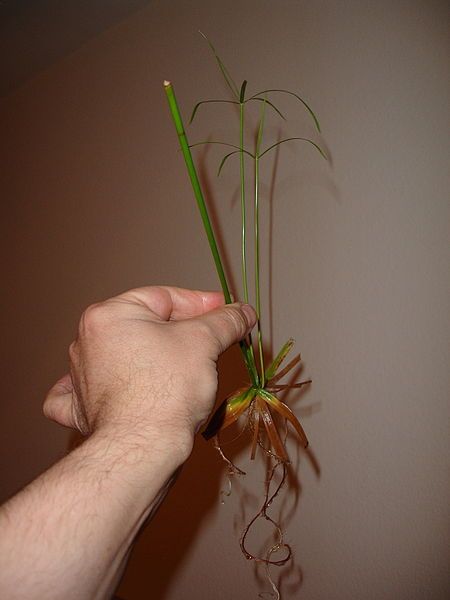 450px-cyperus.cutting.5.jpg