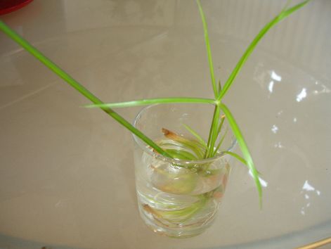 800px-cyperus.cutting.3.jpg